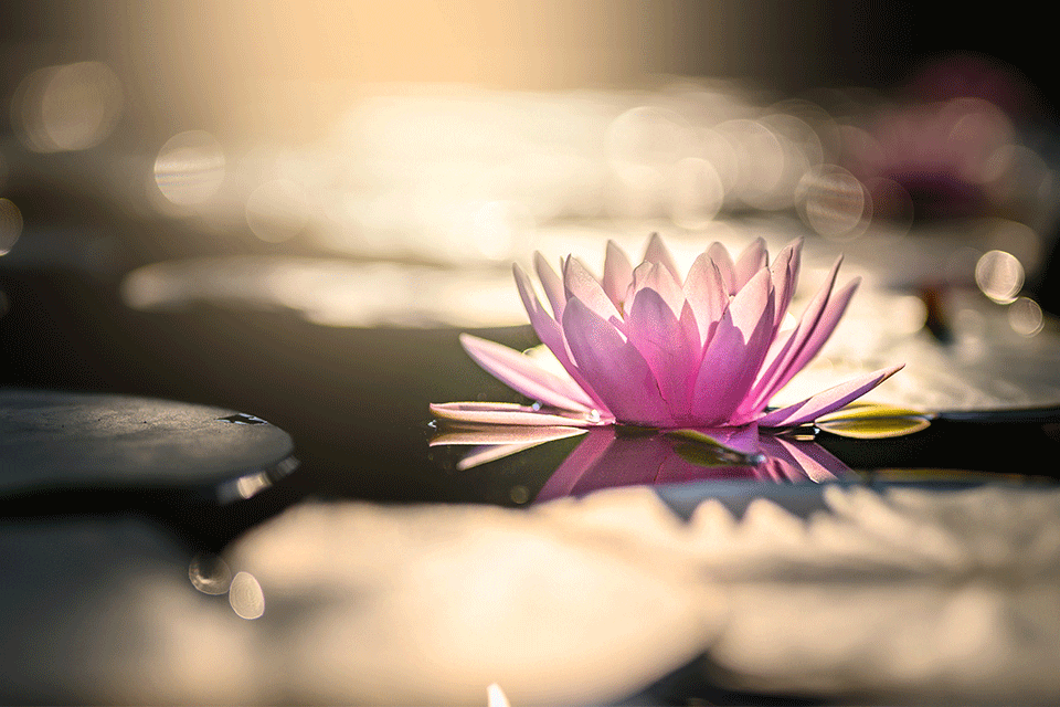 Lotus Flower Meditation Classes Meath Ireland Holistic Centre